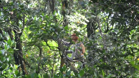 Selective focus proboscis monkey in the wild, sitting on tree, at mangrove fores Stock Footage 335606826