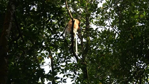 Selective focus proboscis monkey in the wild, sitting on tree, at mangrove fores Stock Footage 335611135