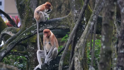 Selective focus proboscis monkey in the wild, sitting on tree, at mangrove fores Stock Footage 336149170