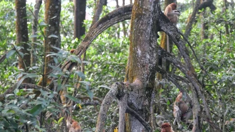 Selective focus proboscis monkey in the wild, sitting on tree, at mangrove fores Stock Footage 336517596