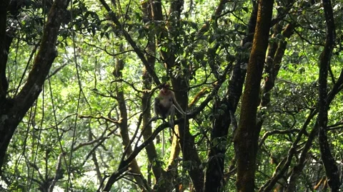 Selective focus proboscis monkey in the wild, sitting on tree, at mangrove fores Stock Footage 336517623