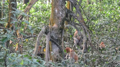 Selective focus proboscis monkey in the wild, sitting on tree, at mangrove fores Stock Footage 336517624