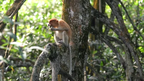 Selective focus proboscis monkey in the wild, sitting on tree, at mangrove fores Stock Footage 336517731