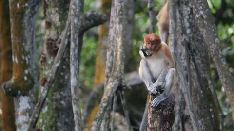 Selective focus proboscis monkey in the wild, sitting on tree, at mangrove fores Stock Footage 336518634