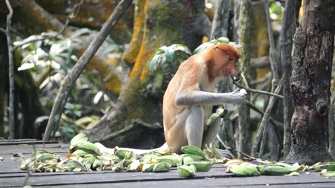 Selective focus proboscis monkey in the wild, sitting on tree, at mangrove fores Stock Footage 336519077
