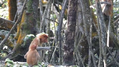 Selective focus proboscis monkey in the wild, sitting on tree, at mangrove fores Stock Footage 336519092