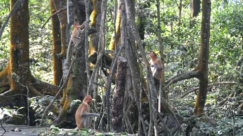 Selective focus proboscis monkey in the wild, sitting on tree, at mangrove fores Stock Footage 336519113