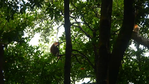 Selective focus proboscis monkey in the wild, sitting on tree, at mangrove fores Stock Footage 344829003