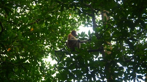 Selective focus proboscis monkey in the wild, sitting on tree, at mangrove fores Stock Footage 344830061