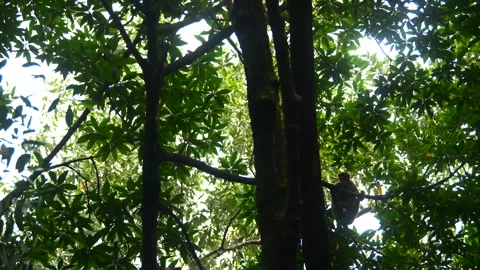 Selective focus proboscis monkey in the wild, sitting on tree, at mangrove fores Stock Footage 344831909