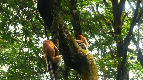 Selective focus proboscis monkey in the wild, sitting on tree, at mangrove fores Stock Footage 344832244
