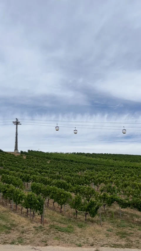 Selective focus professional viticulture in extensive vineyard fields Stock-Footage 346068655