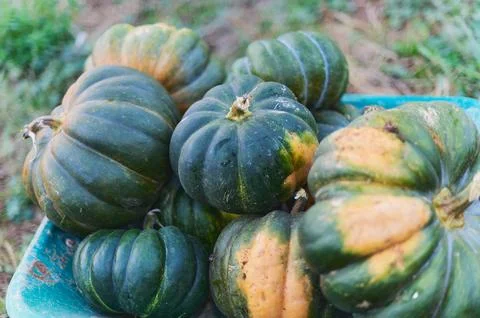 Selective focus on a pumpkin from a group of them inside a wheelbarrow Stock Photos