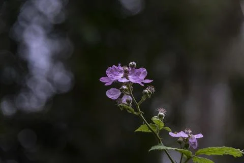 A selective focus of a puple Elm-leaf blackberry flowers against a blurred ba Stock Photos