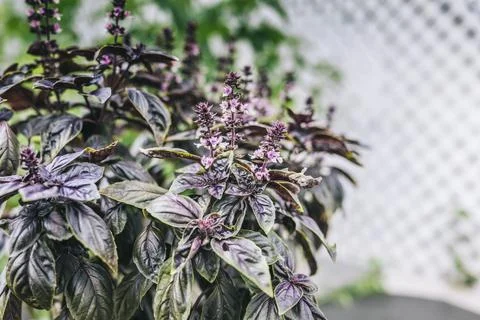 Selective focus. Purple Dark Opal Basil plant blooming in the garden bed, purple Stock Photos