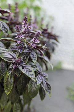 Selective focus. Purple Dark Opal Basil plant blooming in the garden bed, purple Stock Photos