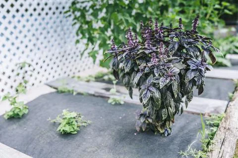 Selective focus. Purple Dark Opal Basil plant blooming in the garden bed, purple Stock Photos