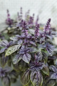 Selective focus. Purple Dark Opal Basil plant blooming in the garden bed, purple Stock Photos