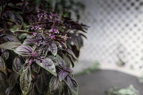 Selective focus. Purple Dark Opal Basil plant blooming in the garden bed, purple Stock Photos