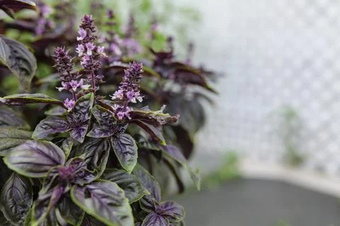Selective focus. Purple Dark Opal Basil plant blooming in the garden bed, purple Stock Photos