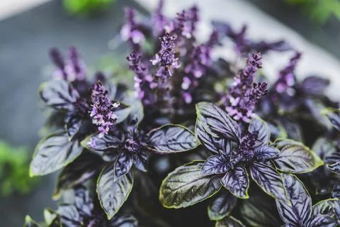 Selective focus. Purple Dark Opal Basil plant blooming in the garden bed, purple Stock Photos