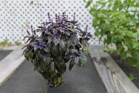 Selective focus. Purple Dark Opal Basil plant blooming in the garden bed, purple Stock Photos