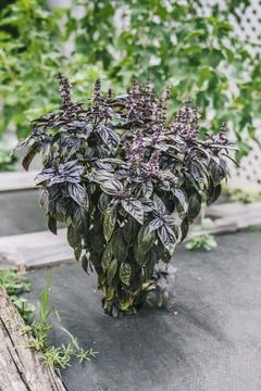 Selective focus. Purple Dark Opal Basil plant blooming in the garden bed, purple Stock Photos