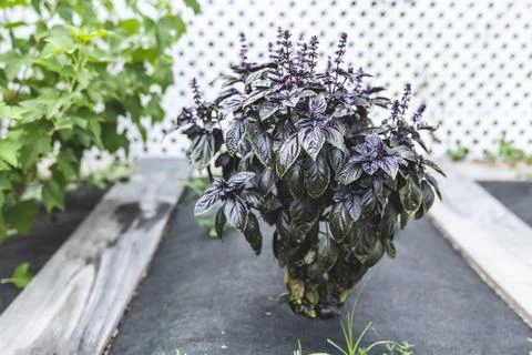 Selective focus. Purple Dark Opal Basil plant blooming in the garden bed, purple Stock Photos