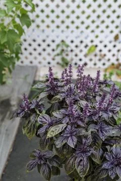 Selective focus. Purple Dark Opal Basil plant blooming in the garden bed, purple Stock Photos