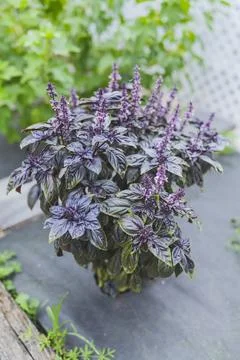 Selective focus. Purple Dark Opal Basil plant blooming in the garden bed, purple Stock Photos