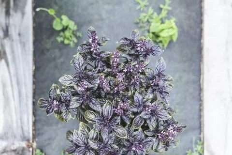 Selective focus. Purple Dark Opal Basil plant blooming in the garden bed, purple Stock Photos