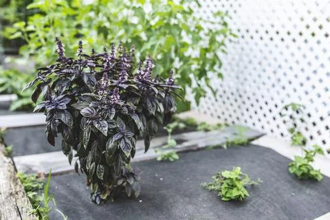 Selective focus. Purple Dark Opal Basil plant blooming in the garden bed, purple Stock Photos
