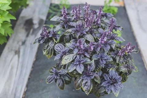 Selective focus. Purple Dark Opal Basil plant blooming in the garden bed, purple Stock Photos