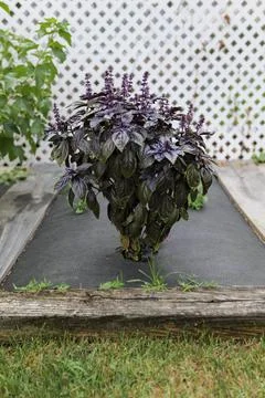 Selective focus. Purple Dark Opal Basil plant blooming in the garden bed, purple Stock Photos