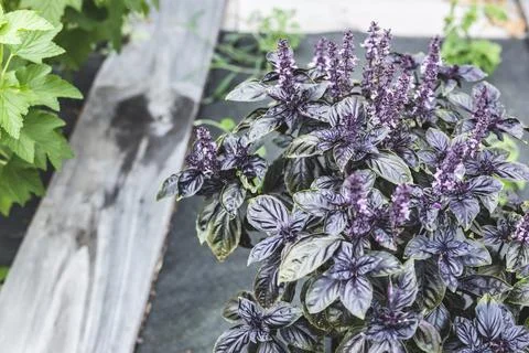 Selective focus. Purple Dark Opal Basil plant blooming in the garden bed, purple Stock Photos