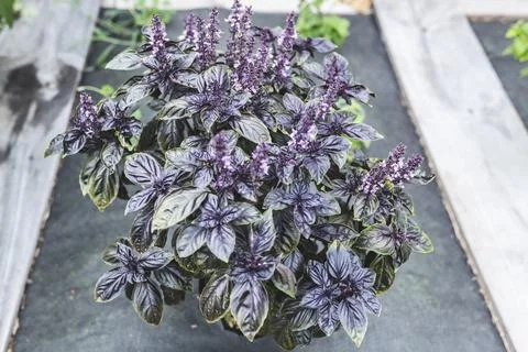 Selective focus. Purple Dark Opal Basil plant blooming in the garden bed, purple Stock Photos