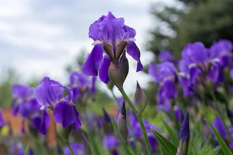 Selective focus, purple iris flower against nature and summer sky background Stock Photos