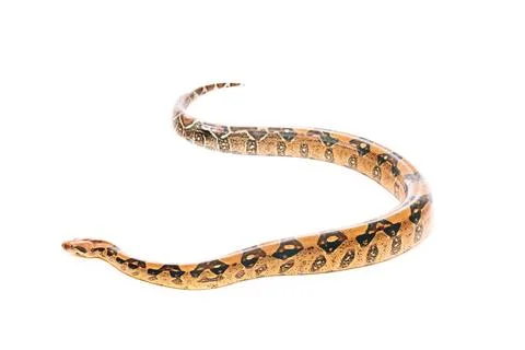 Selective focus python isolated white Stock Photos