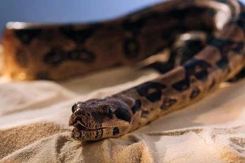 Selective focus python sand blue Stock Photos