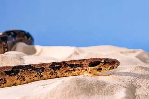 Selective focus python sand blue Stock Photos