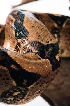Selective focus python snakeskin log Stock Photos
