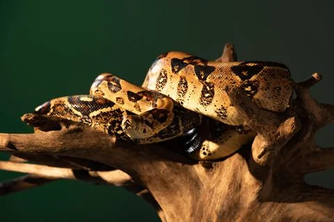 Selective focus python twisted wooden Stock Photos