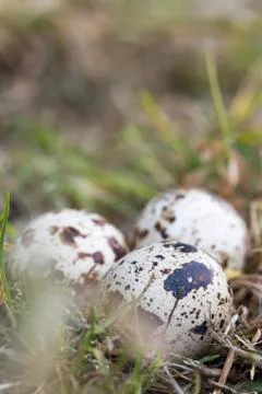 Selective focus on quail eggs in the grass Stock Photos