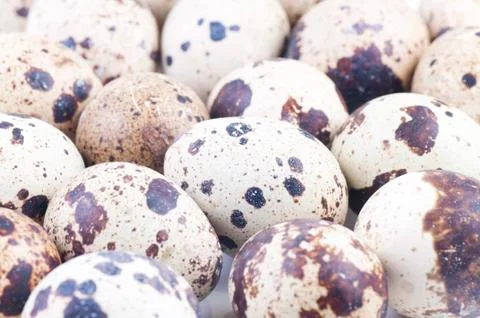 Selective Focus of Quail  Eggs. Stock Photos