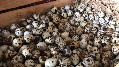 Selective focus. quail TOP VIEW: Close-up view of quail eggs in wooden box. Stock Footage 256058363