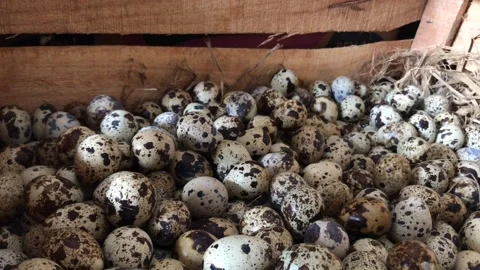 Selective focus. quail TOP VIEW: Close-up view of quail eggs in wooden box. Stock Footage 256058369