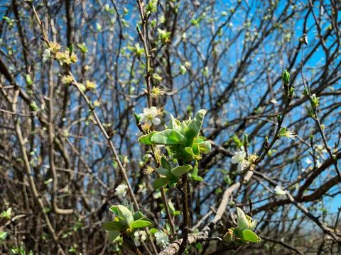 Selective focus of Quince tree branch with young green leaves and buds  Stock Photos