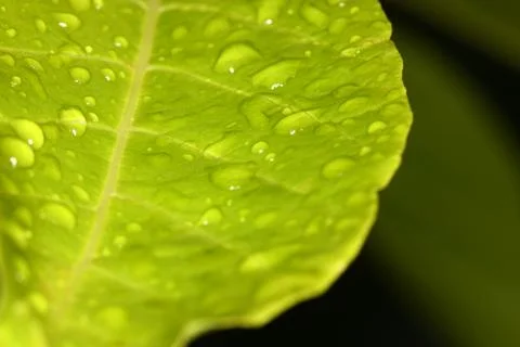 Selective focus of rain drop on fresh green leaf plant macro view Stock Photos