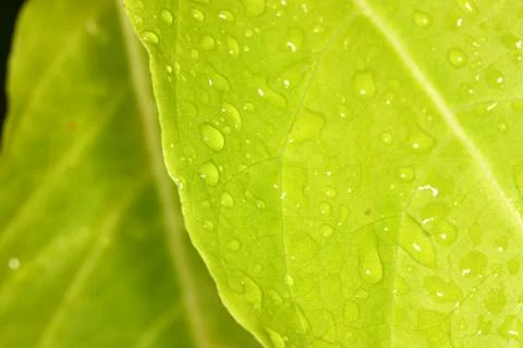 Selective focus of rain drop on fresh green leaf plant macro view Stock Photos
