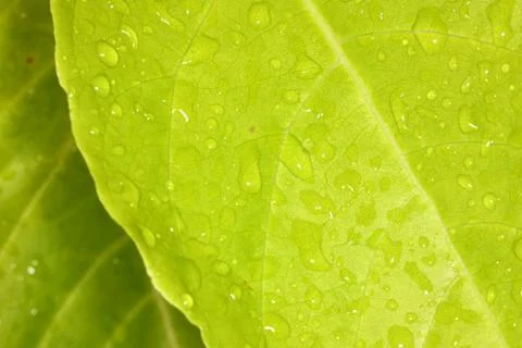 Selective focus of rain drop on fresh green leaf plant macro view Stock Photos